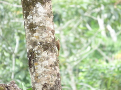 Lepidocolaptes souleyetii