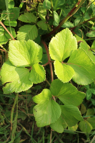 Scots Lovage