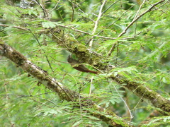 Lepidocolaptes souleyetii