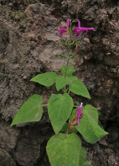 Salvia dorisiana