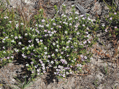 Adenandra obtusata
