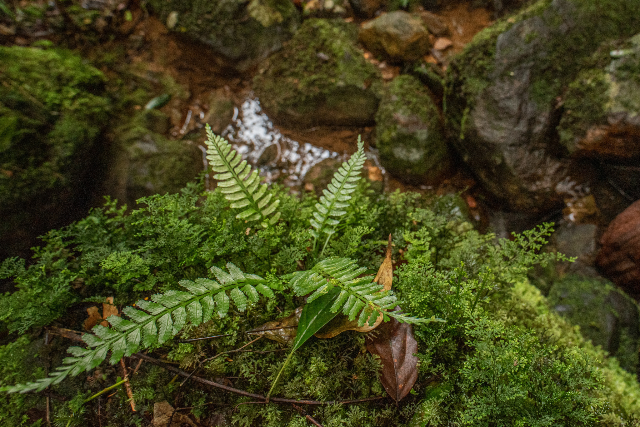 Asplenium tenerum — ảnh 3