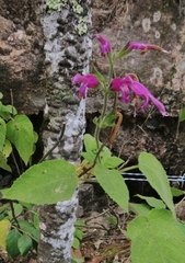 Salvia dorisiana