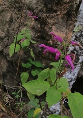 Salvia dorisiana