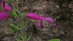 Salvia dorisiana
