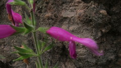 Salvia dorisiana