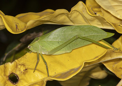 Stilpnochlora quadrata