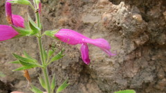 Salvia dorisiana