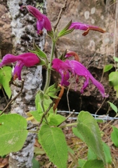 Salvia dorisiana