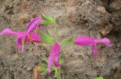 Salvia dorisiana