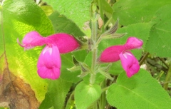 Salvia dorisiana