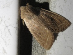 Orthosia paromoea