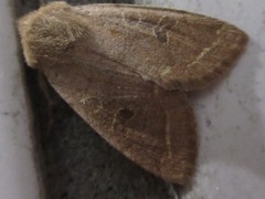 Orthosia paromoea