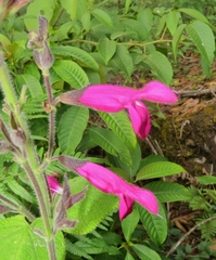 Salvia dorisiana