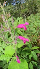 Salvia dorisiana