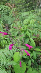 Salvia dorisiana