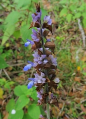 Salvia mocinoi