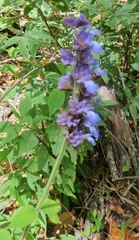 Salvia mocinoi