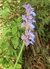 Salvia mocinoi