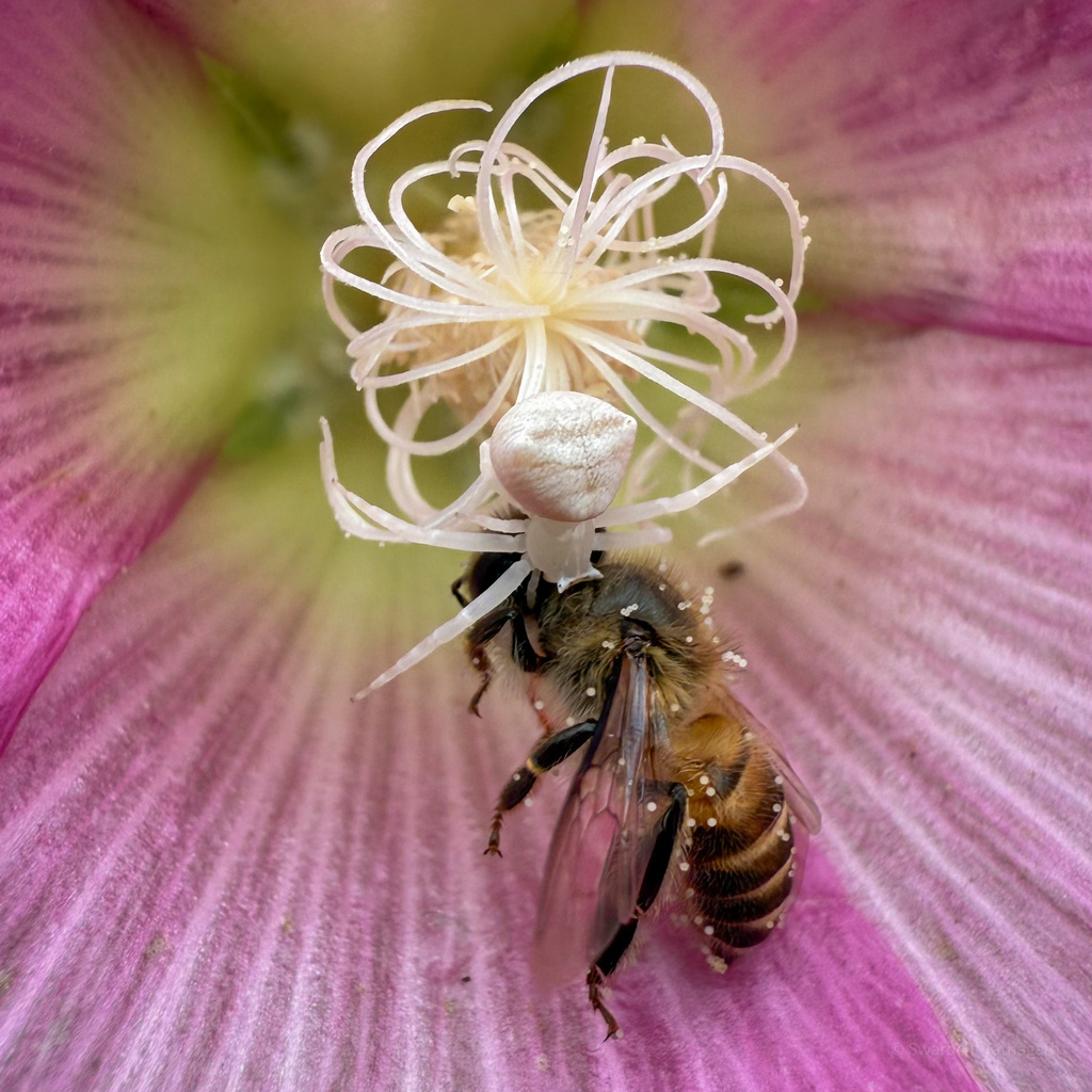 Thomisus unidentatus
