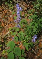 Salvia mocinoi