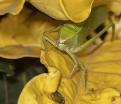 Stilpnochlora quadrata