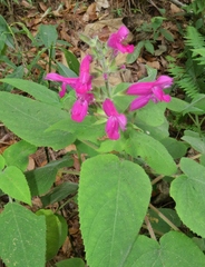 Salvia dorisiana