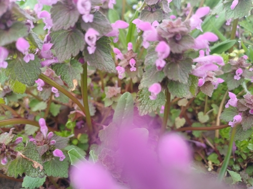 red deadnettle