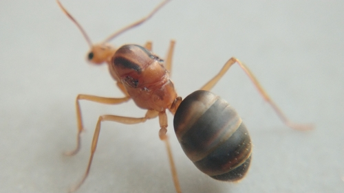 Yellow Crazy Ant