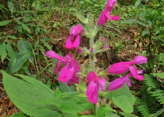 Salvia dorisiana