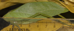 Stilpnochlora quadrata
