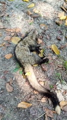 Paradoxurus hermaphroditus