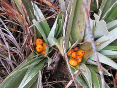 Astelia psychrocharis