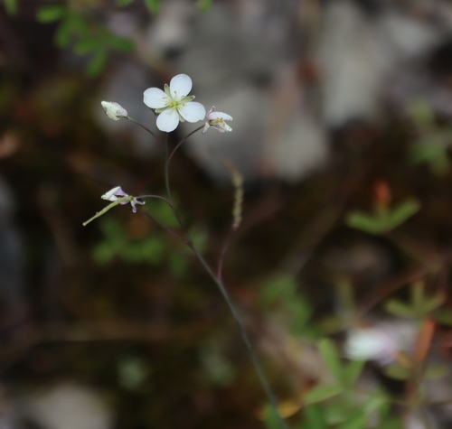 Clasping Sunspurge (Heliophila amplexicaulis)