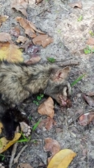 Paradoxurus hermaphroditus