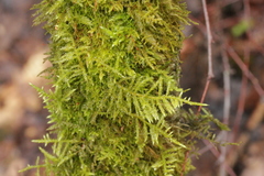 Eurhynchium