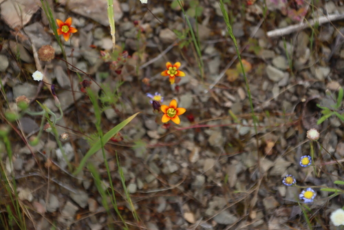 Gold Stonecrop (Crassula dichotoma)