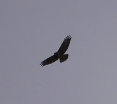 Buteo buteo