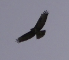 Buteo buteo