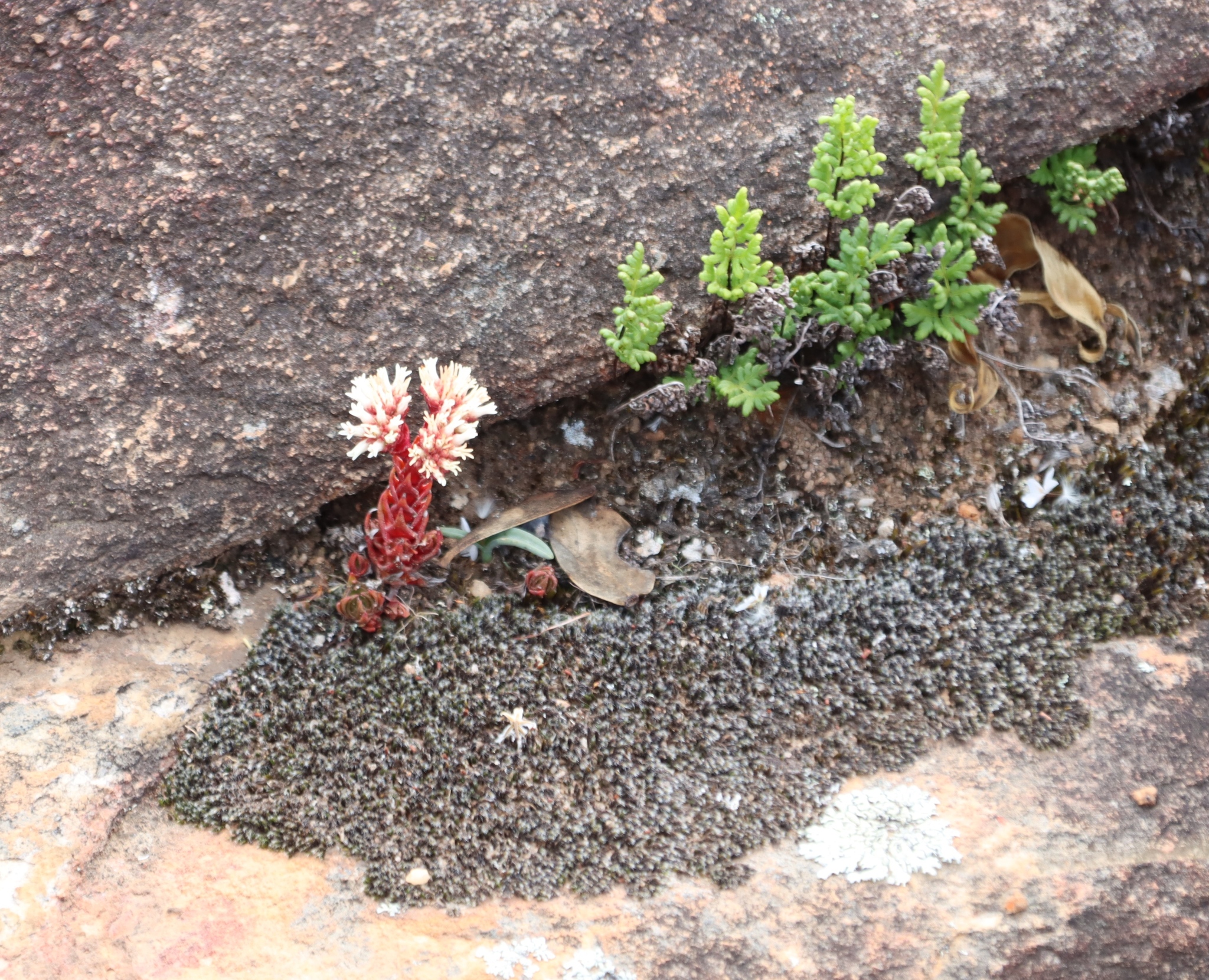 Crassula alpestris