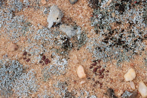 Anacampseros comptonii
