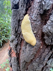Urocyclidae