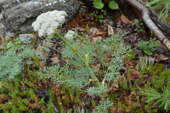 Phlojodicarpus villosus
