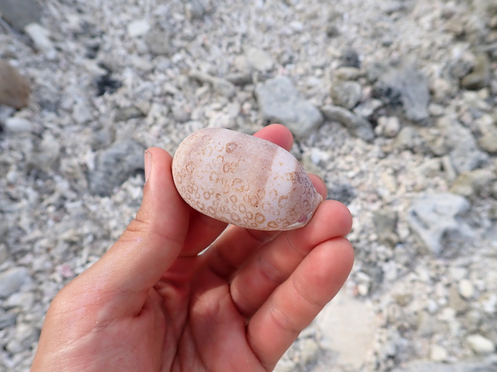 Eyed Cowrie
