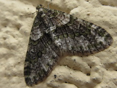 Esakiopteryx volitans