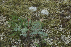 Phlojodicarpus villosus