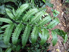 Tectaria phaeocaulis