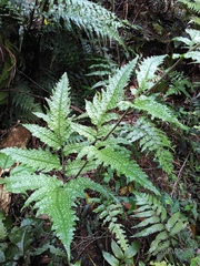 Tectaria phaeocaulis