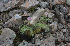 Phlojodicarpus villosus