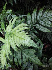 Tectaria phaeocaulis